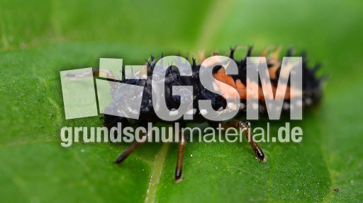 Asiatischer Marienkäfer_Larve (4).jpg